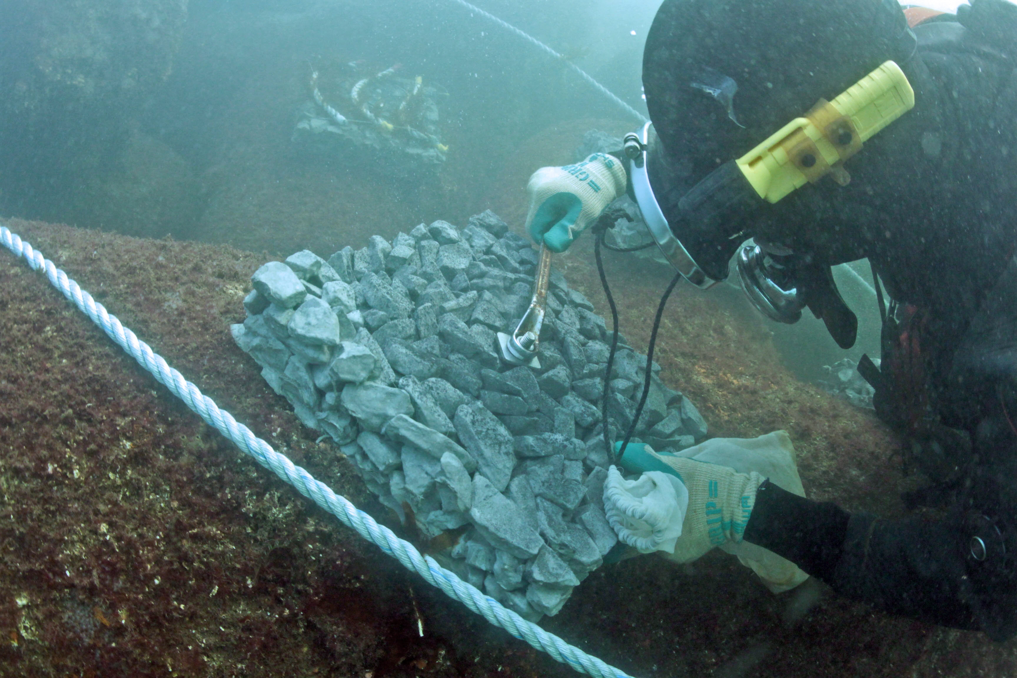 Demonstration seaweed bed created in the inner bay area