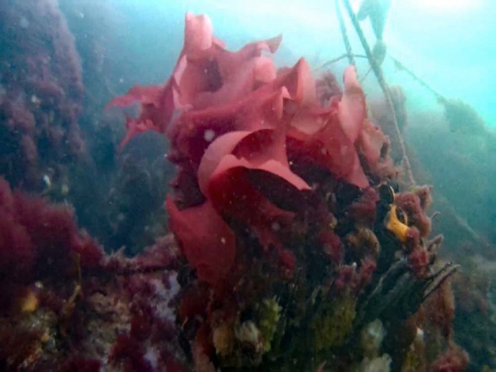 Checking germinated seaweed